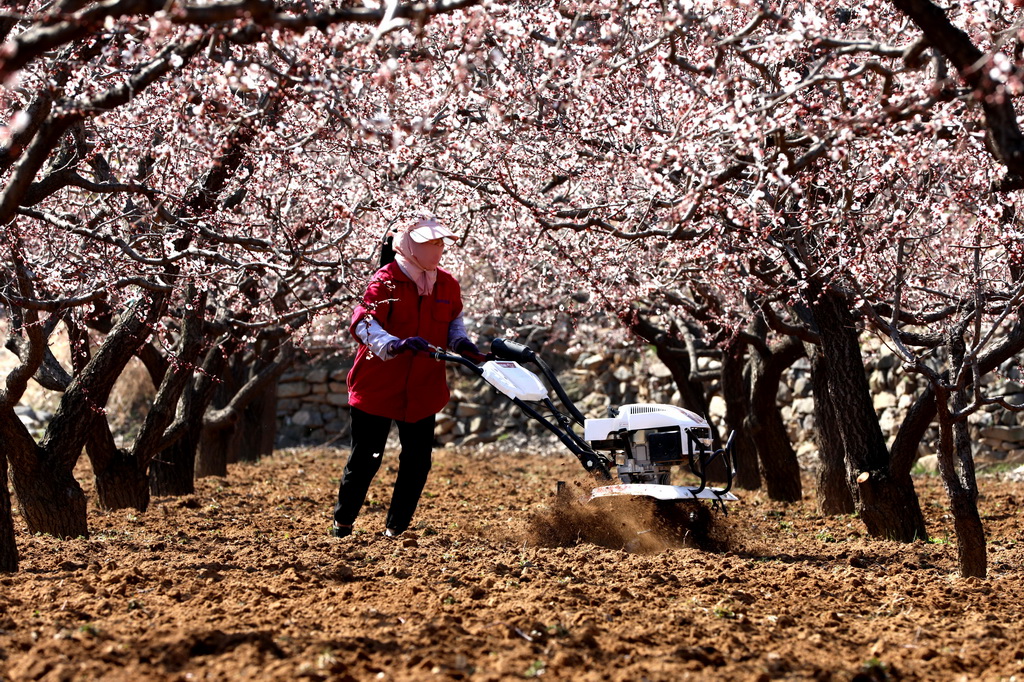 3月20日，在山東省鄒平市西董街道杏林村，村民使用小型微耕機松土。新華社發（高發芳攝）