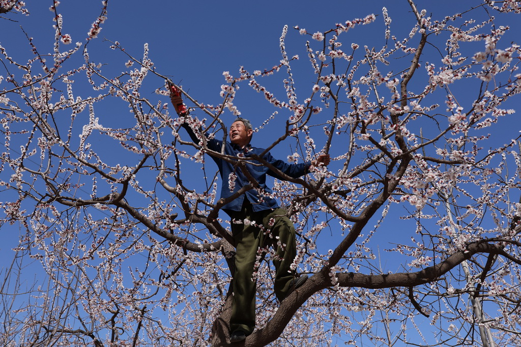 3月22日，河南省安陽市內黃縣張莊村農民在為杏樹疏花。新華社發（劉肖坤攝）
