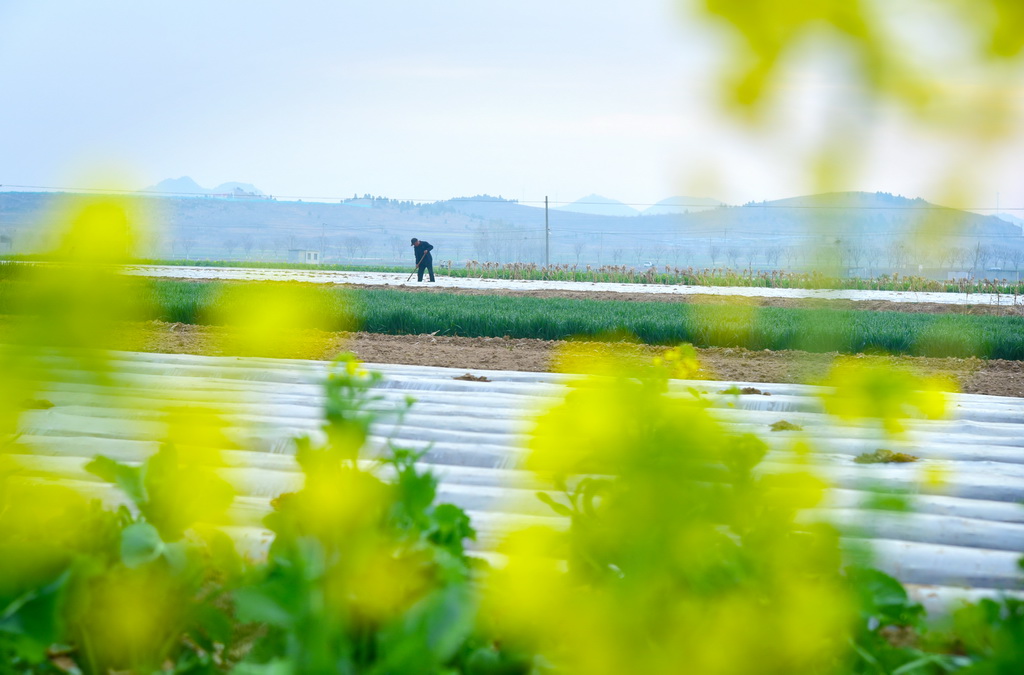 3月23日，山東省棗莊市山亭區城頭鎮路莊村農民對覆膜土豆進行出苗期破膜作業。新華社發（劉明祥攝）