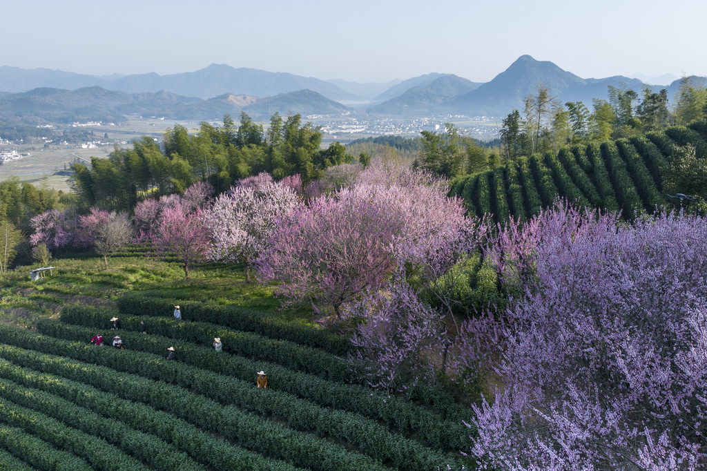3月24日，茶農在安徽省黃山市黃山區三口鎮的高山茶園采摘春茶（無人機照片）。新華社發（樊成柱攝）