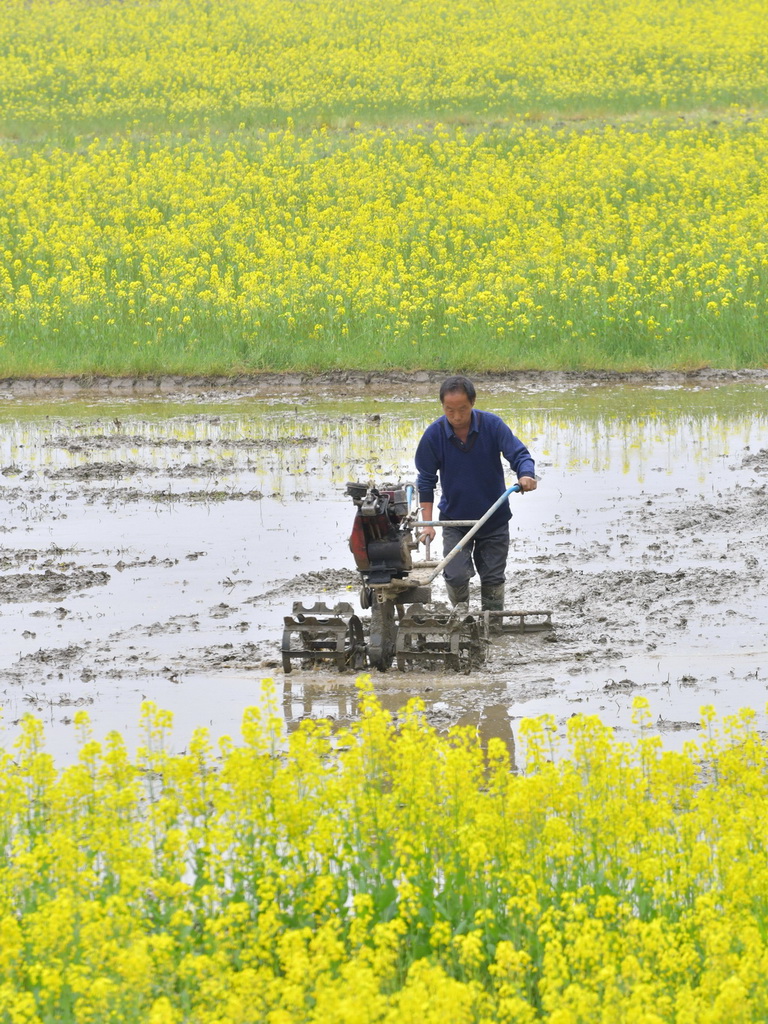 3月23日，在湖南省婁底市雙峰縣井字鎮生機村，農民駕駛農機翻耕肥用油菜。新華社發（李建新攝）