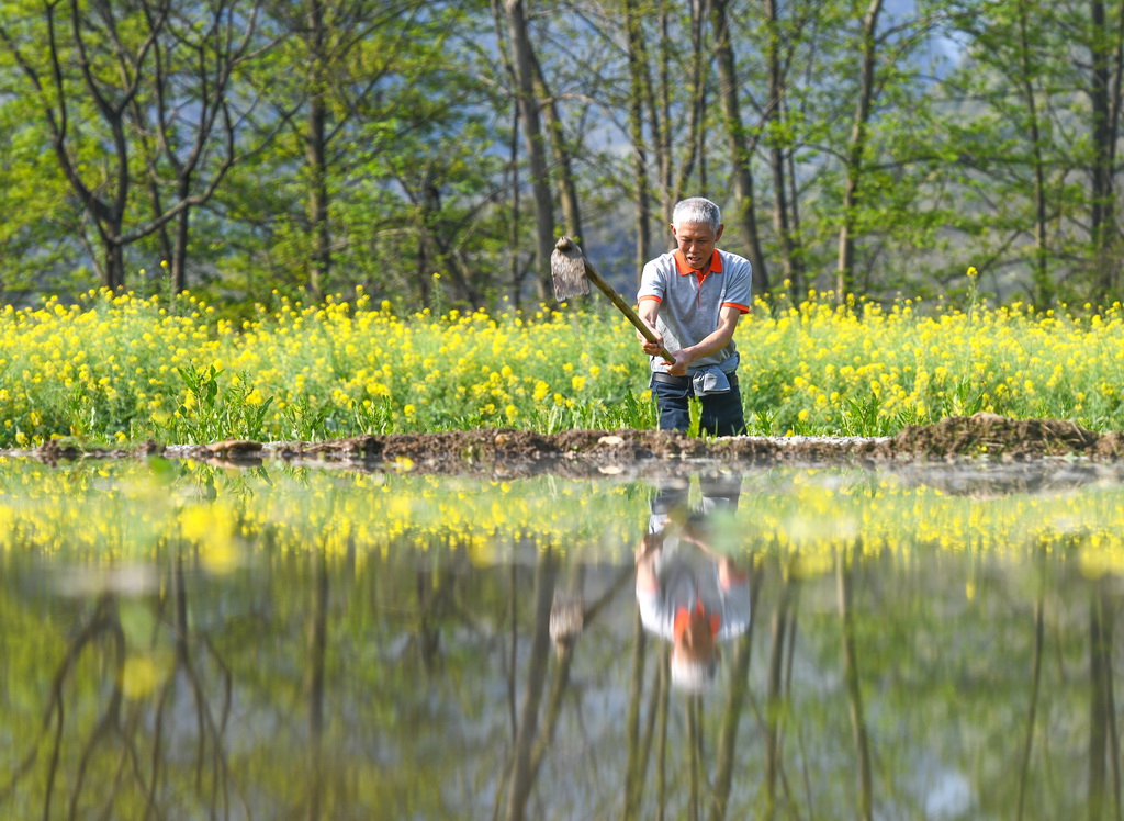 3月22日，在湖南省永州市道縣清塘鎮陳熊村，農民在早稻秧田里勞作。新華社發（蔣克青攝）