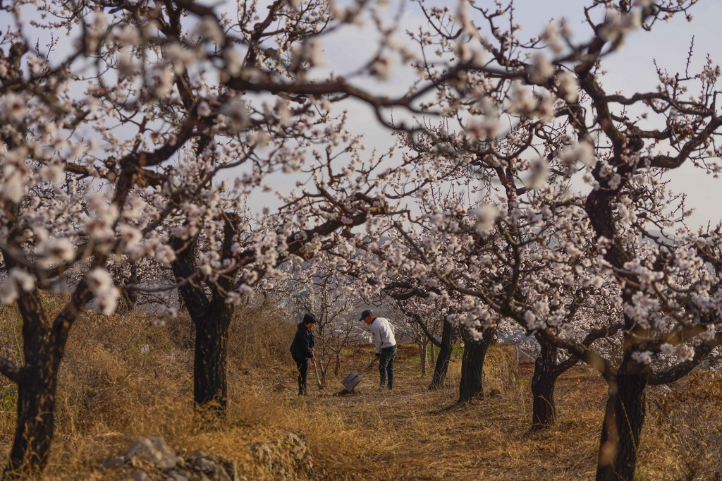3月24日，河北省遵化市新店子鎮前王莊村農民在杏樹果園整理樹下土地。新華社發（劉滿倉攝）