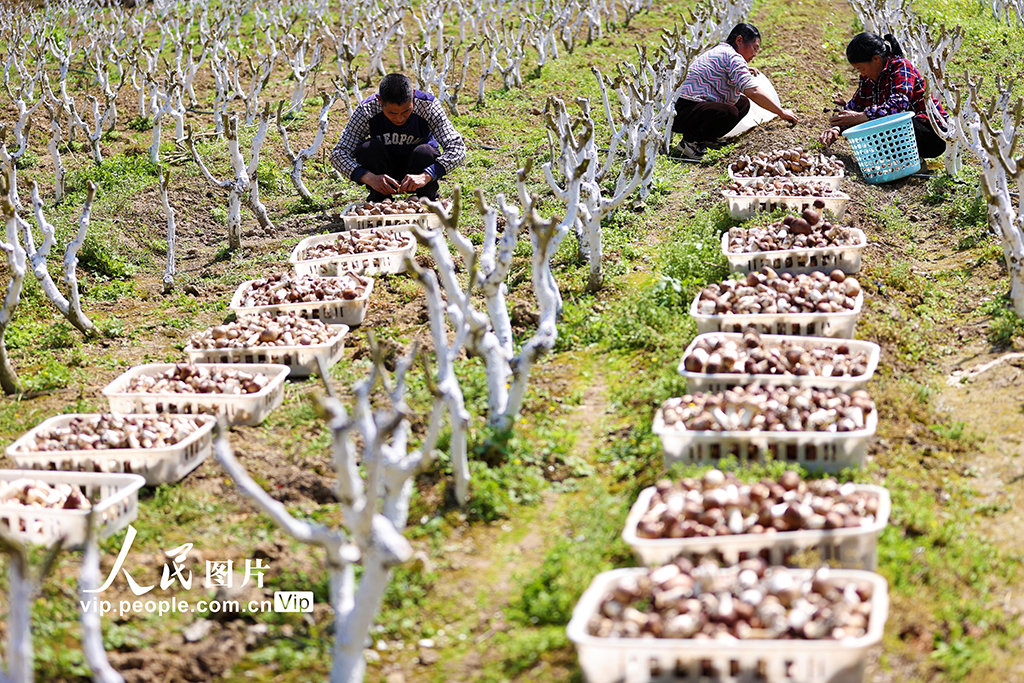 重慶：桑菇套種助增收【2】