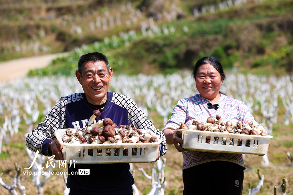 重慶：桑菇套種助增收【4】