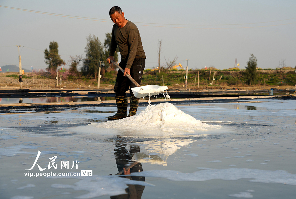 浙江樂清：春日收海鹽