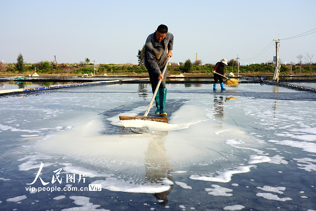 浙江樂清:春日收海鹽【4】