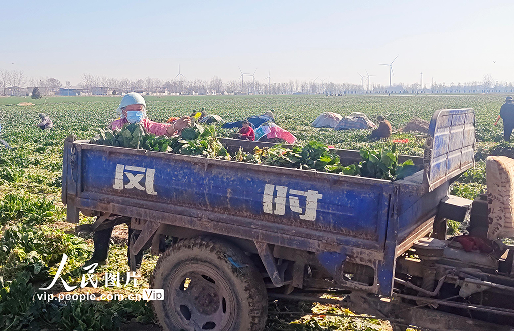 2025年3月20日，山東省菏澤市鄄城縣臨濮鎮劉屯村300多畝菠菜進入收獲季，農民在收獲“訂單菠菜”。