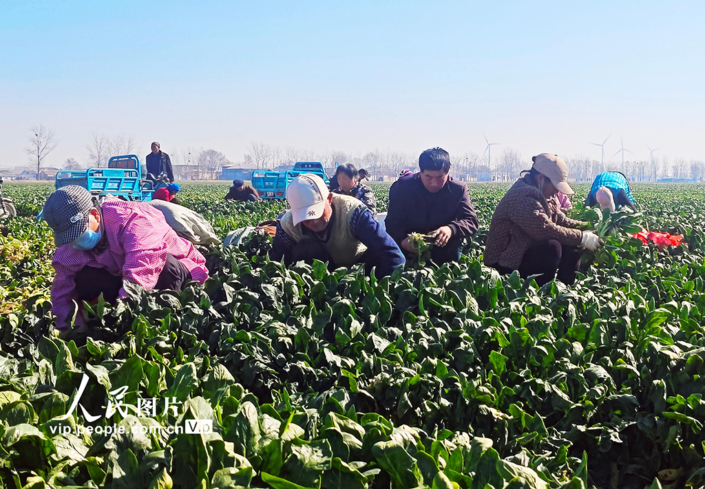 2025年3月20日，山東省菏澤市鄄城縣臨濮鎮劉屯村300多畝菠菜進入收獲季，農民在收獲“訂單菠菜”。