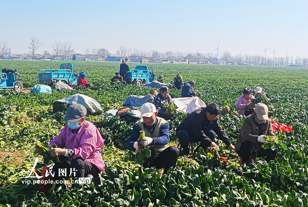 山東鄄城：采收“訂單菠菜”