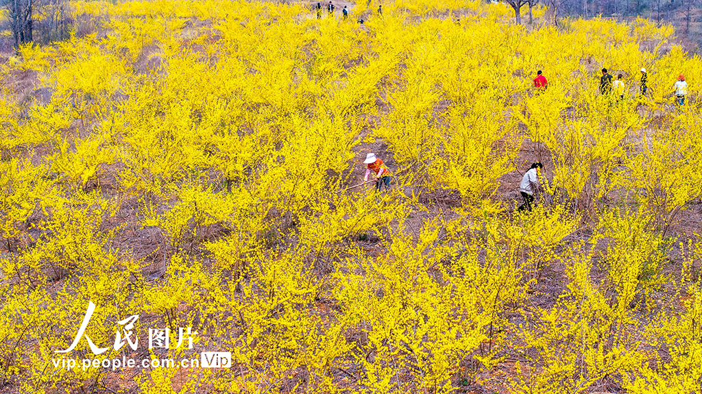 河南洛陽：發展中藥材種植 助力鄉村振興【3】