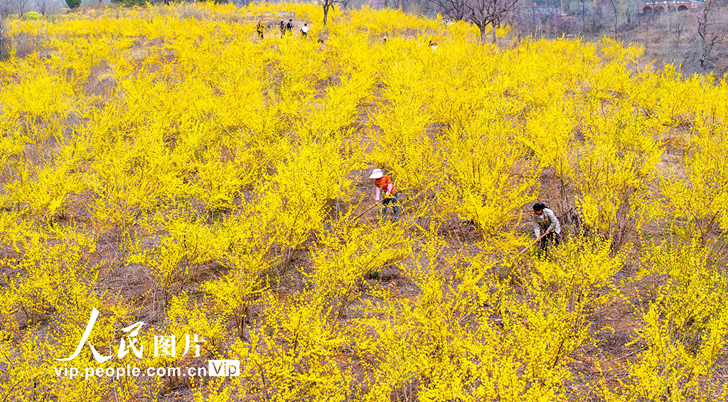 河南洛陽:發展中藥材種植 助力鄉村振興【2】