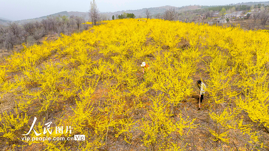 河南洛陽：發展中藥材種植 助力鄉村振興【4】