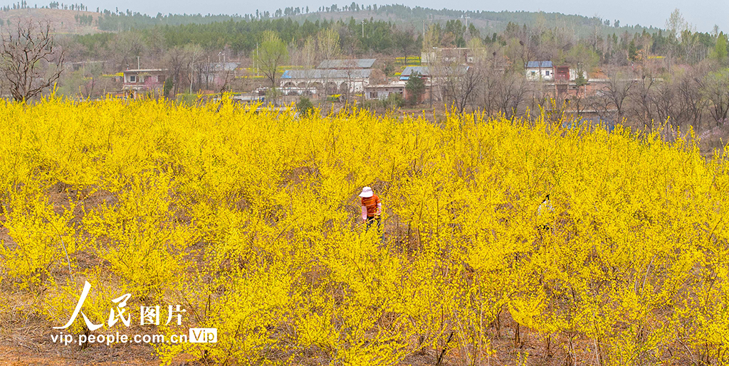 河南洛陽：發展中藥材種植 助力鄉村振興【5】
