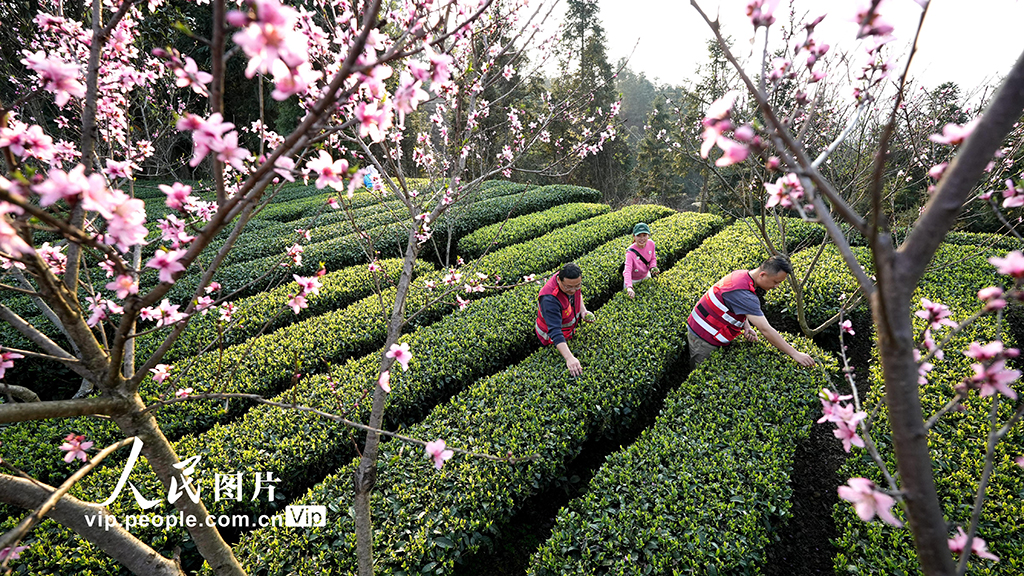 廣西三江：與茶農一起采春茶