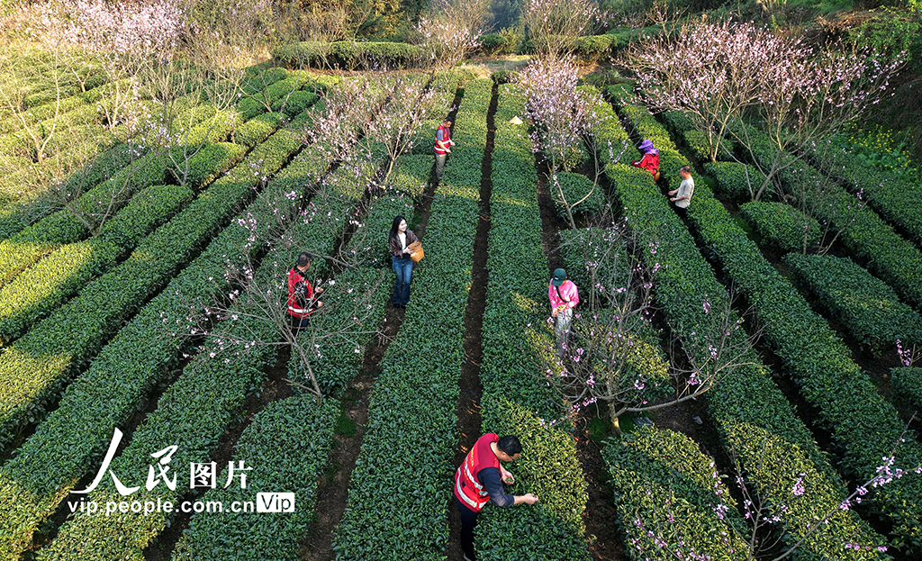 廣西三江:與茶農一起采春茶【2】