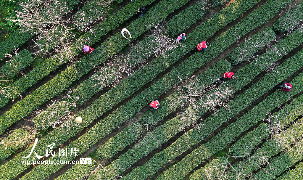 廣西三江:與茶農一起采春茶【3】