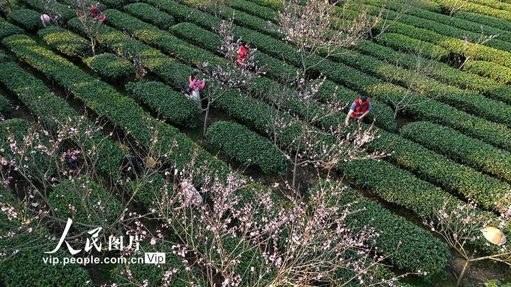 廣西三江:與茶農一起采春茶【4】