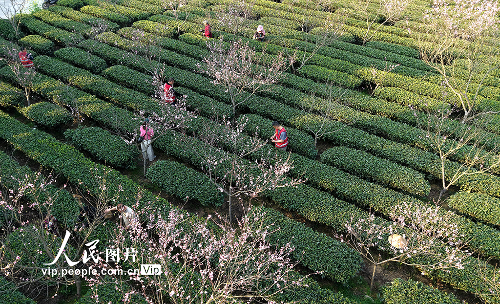 廣西三江:與茶農一起采春茶【5】