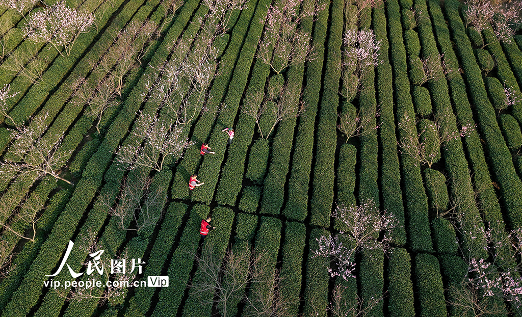 廣西三江:與茶農一起采春茶【6】