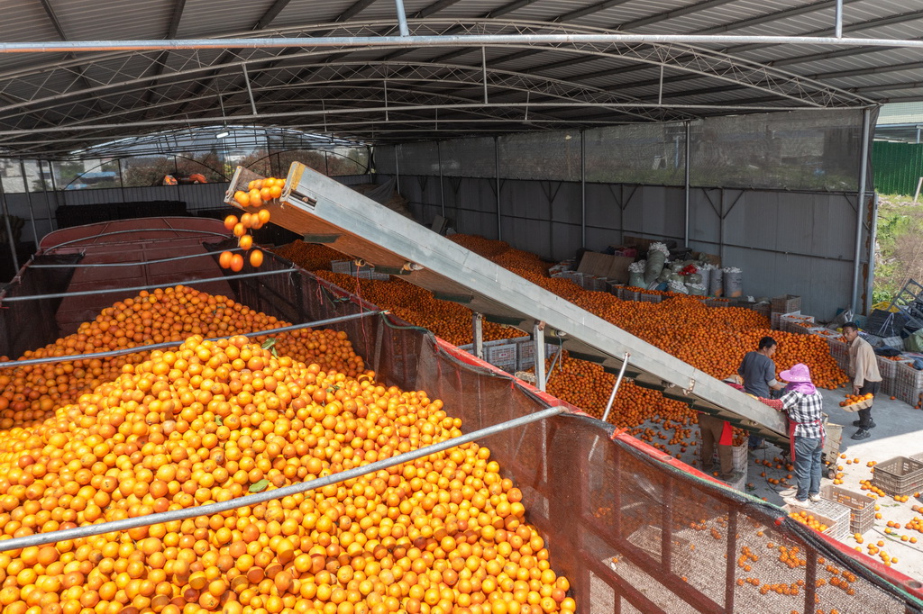 3月24日，在重慶市長壽區龍河鎮保合村，工作人員將采摘的柑橘裝車（無人機照片）。