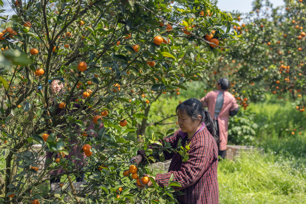 重慶長壽：晚熟柑橘迎來上市高峰期