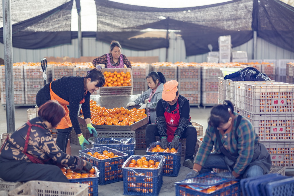 3月24日，在重慶市長壽區龍河鎮保合村，村民將挑選的柑橘裝箱。