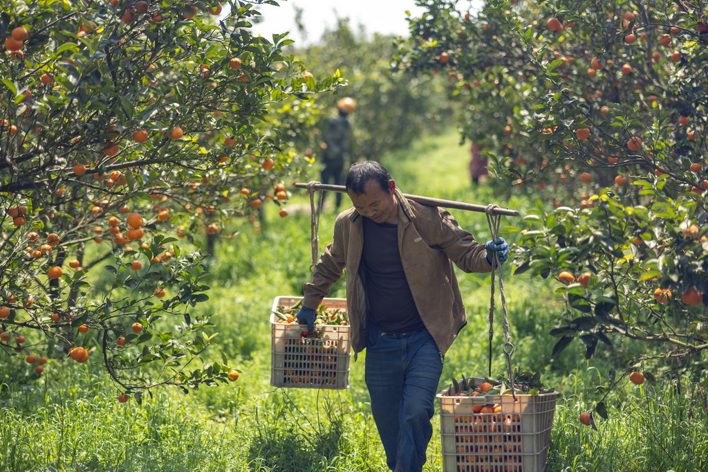 3月24日，在重慶市長壽區龍河鎮河堰村，村民在果園內挑運采摘的柑橘。