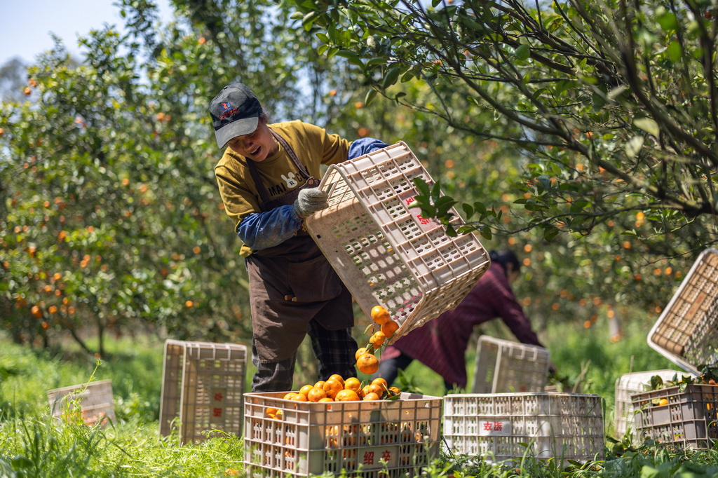 3月24日，在重慶市長壽區龍河鎮河堰村，村民在果園內將采摘的柑橘裝筐。