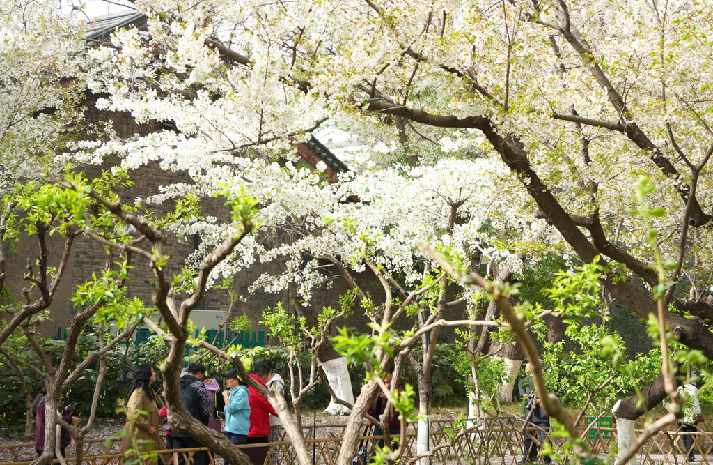 3月25日，人們在山東省濟南五龍潭公園觀賞櫻花。新華社記者 徐速繪 攝