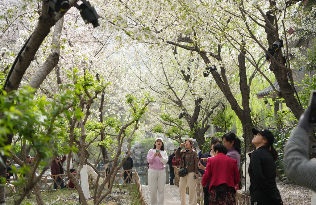 3月25日，人們在山東省濟南五龍潭公園觀賞櫻花。新華社記者 徐速繪 攝