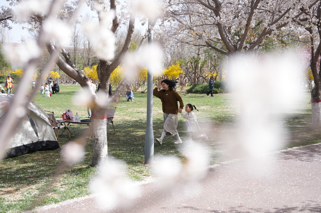 3月25日，人們在河北省石家莊市石津灌渠文化公園觀賞櫻花。新華社發（梁子棟攝）