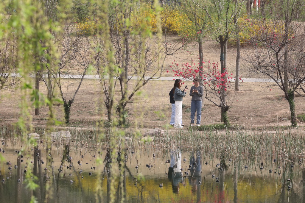 3月24日，人們在河南省焦作市溫縣子夏公園休閑游玩。新華社發（徐宏星攝）