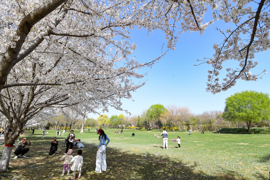 3月25日，游客在河北省石家莊市石津灌渠文化公園觀賞櫻花。新華社發（張曉峰攝）