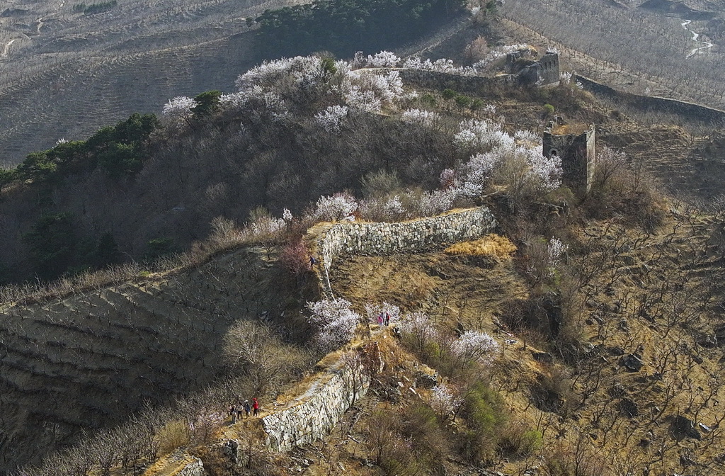 3月24日，游客在河北省遵化市境內的古長城游玩（無人機照片）。新華社發（劉滿倉攝）