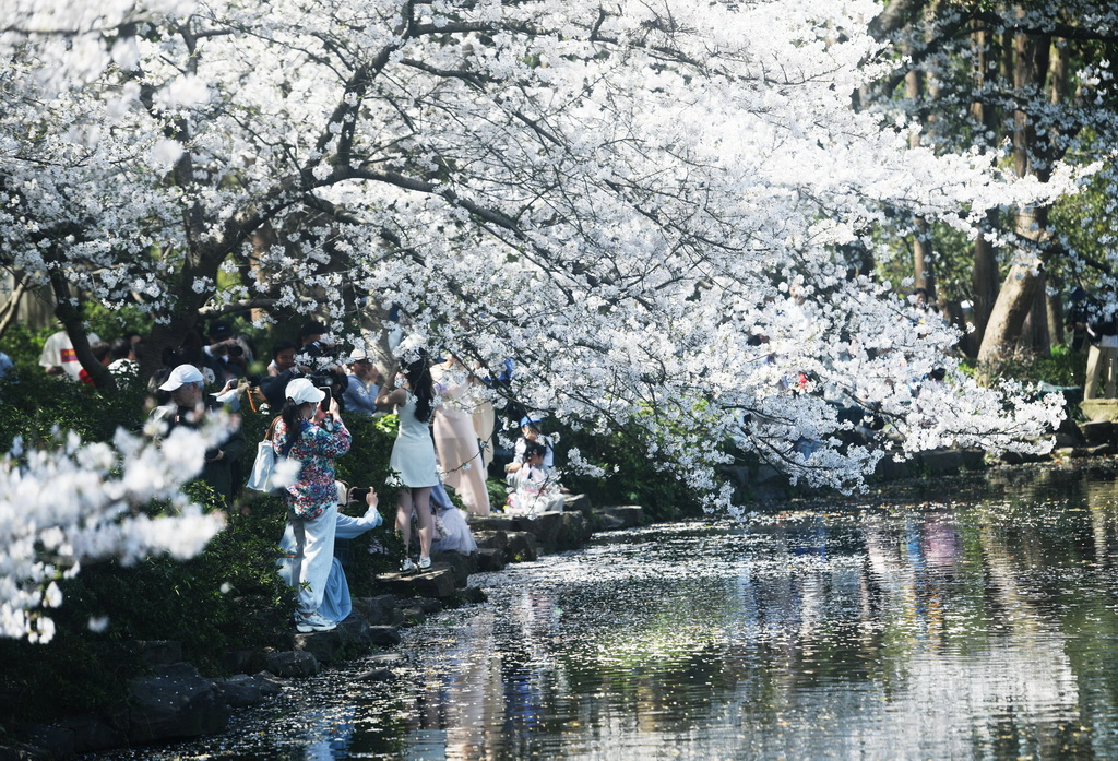 3月25日，游客在杭州西湖曲院風荷觀賞盛開的櫻花。新華社發（龍巍攝）