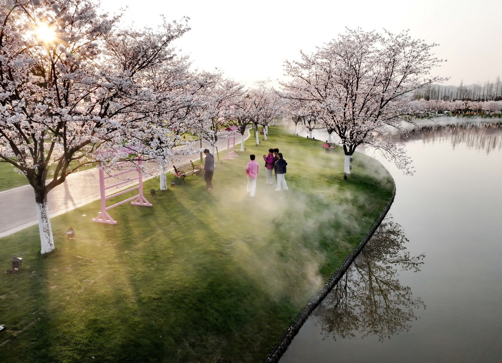 3月25日，游客在浙江省武義縣的花田美地櫻花大道旁賞景拍照（無人機照片）。新華社發（張建成攝）