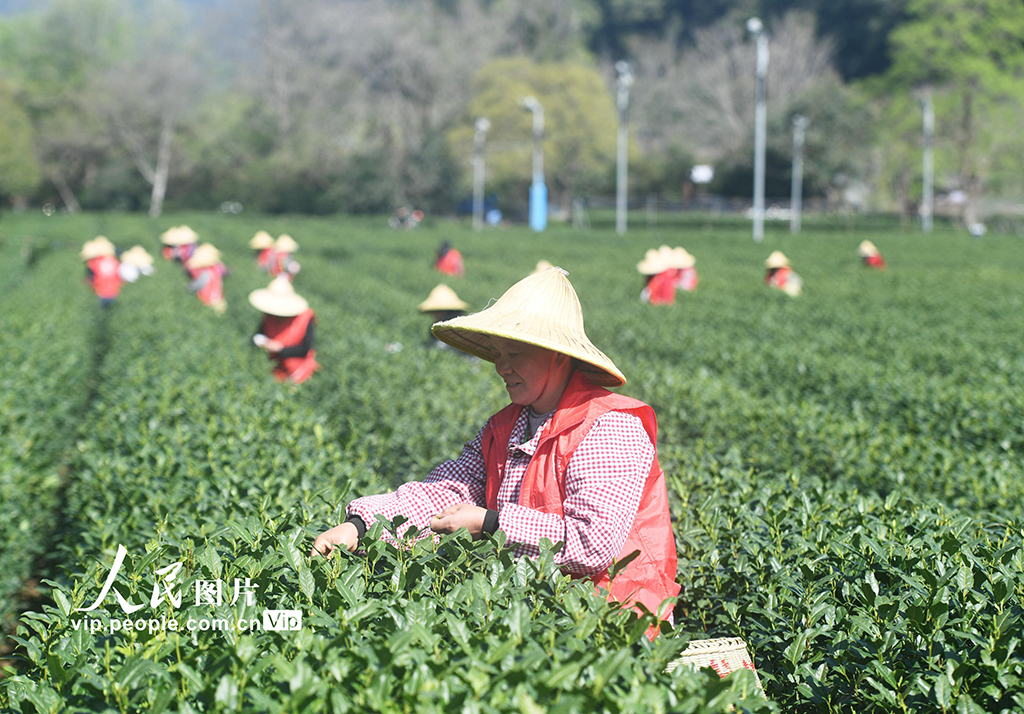 浙江杭州:采摘明前茶【5】