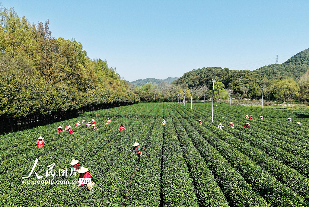 浙江杭州:采摘明前茶【4】