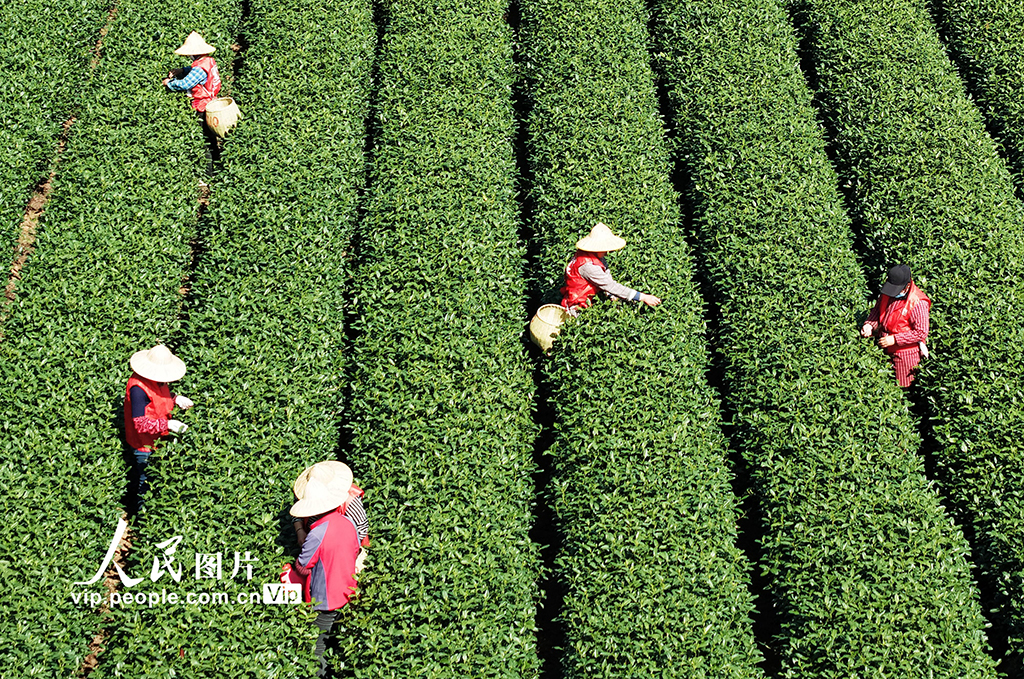 浙江杭州:采摘明前茶【3】