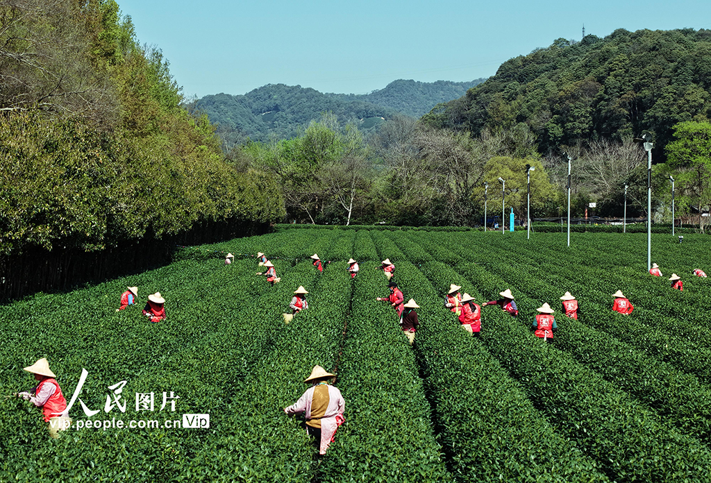 浙江杭州:采摘明前茶【2】