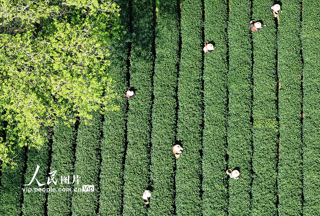 浙江杭州：采摘明前茶