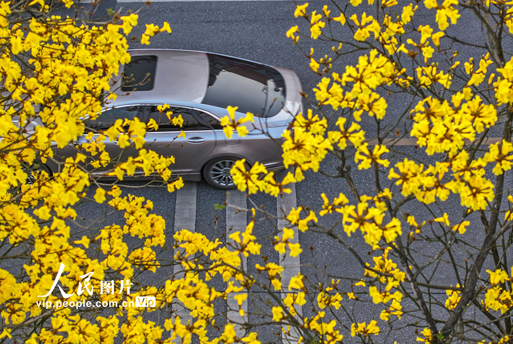 湖南道縣:黃花風鈴木絢麗綻放【2】