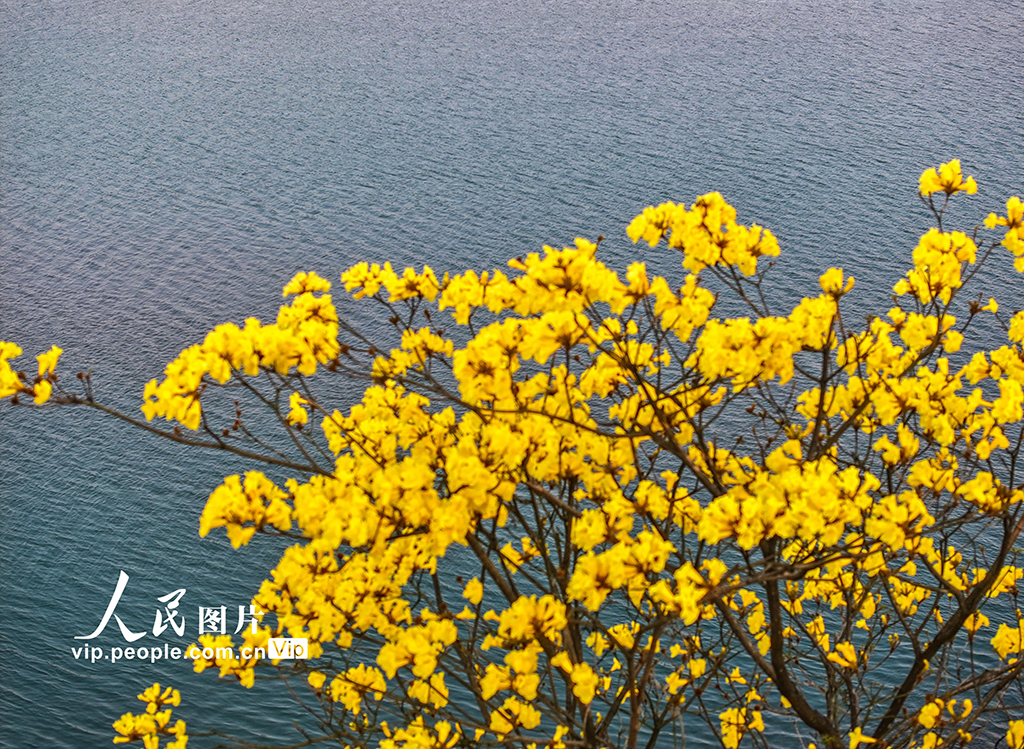 湖南道縣:黃花風鈴木絢麗綻放【4】