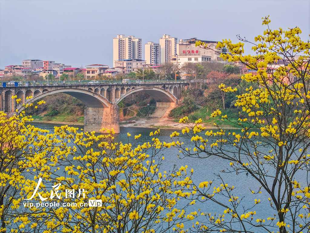 湖南道縣:黃花風鈴木絢麗綻放【5】