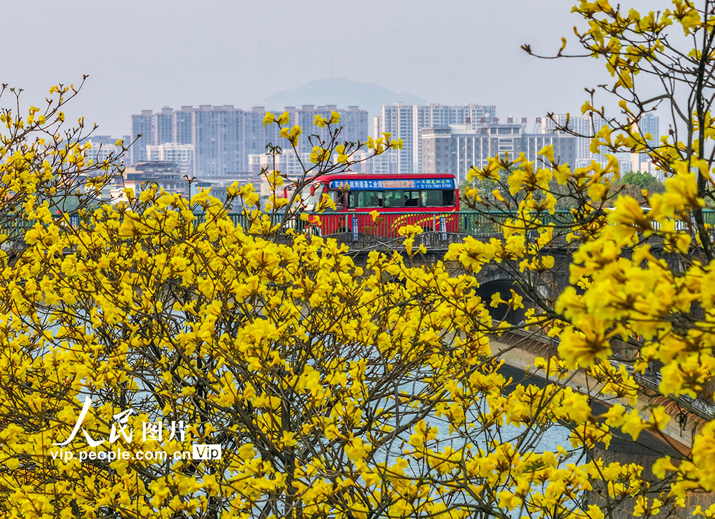 湖南道縣：黃花風鈴木絢麗綻放