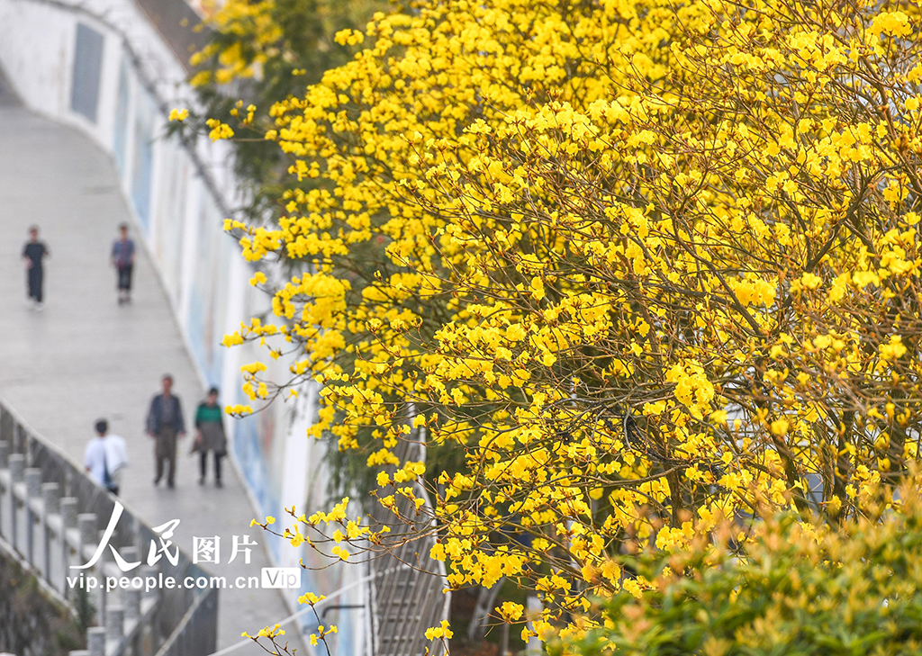 湖南道縣:黃花風鈴木絢麗綻放【6】