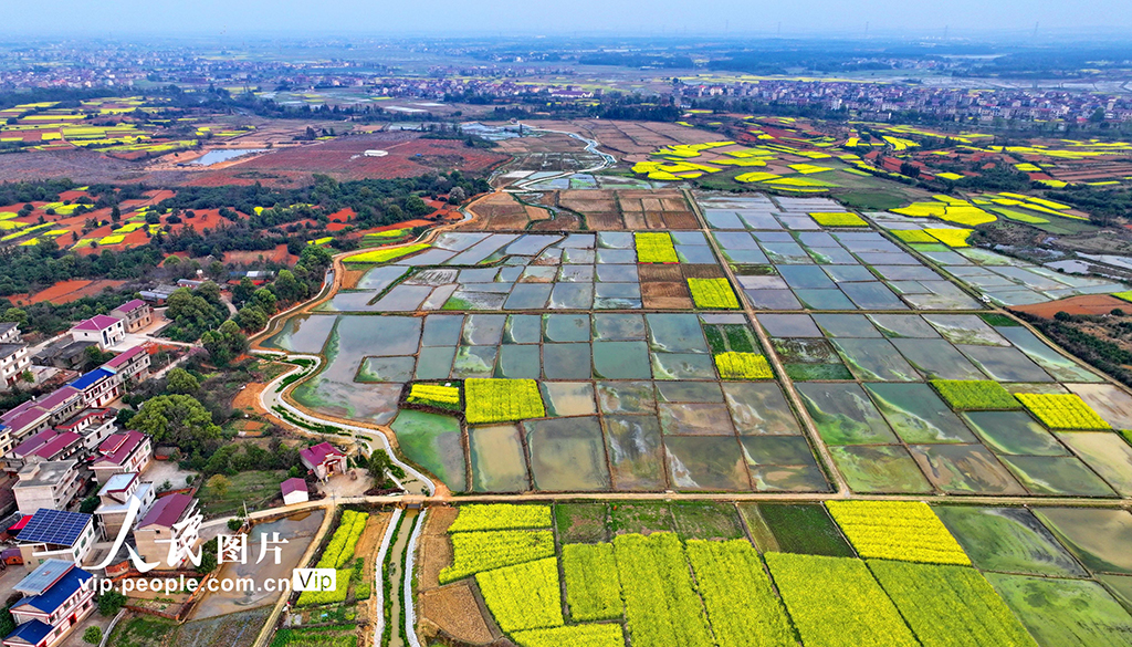 江西豐城:蓄水灌田助力糧食生產【3】