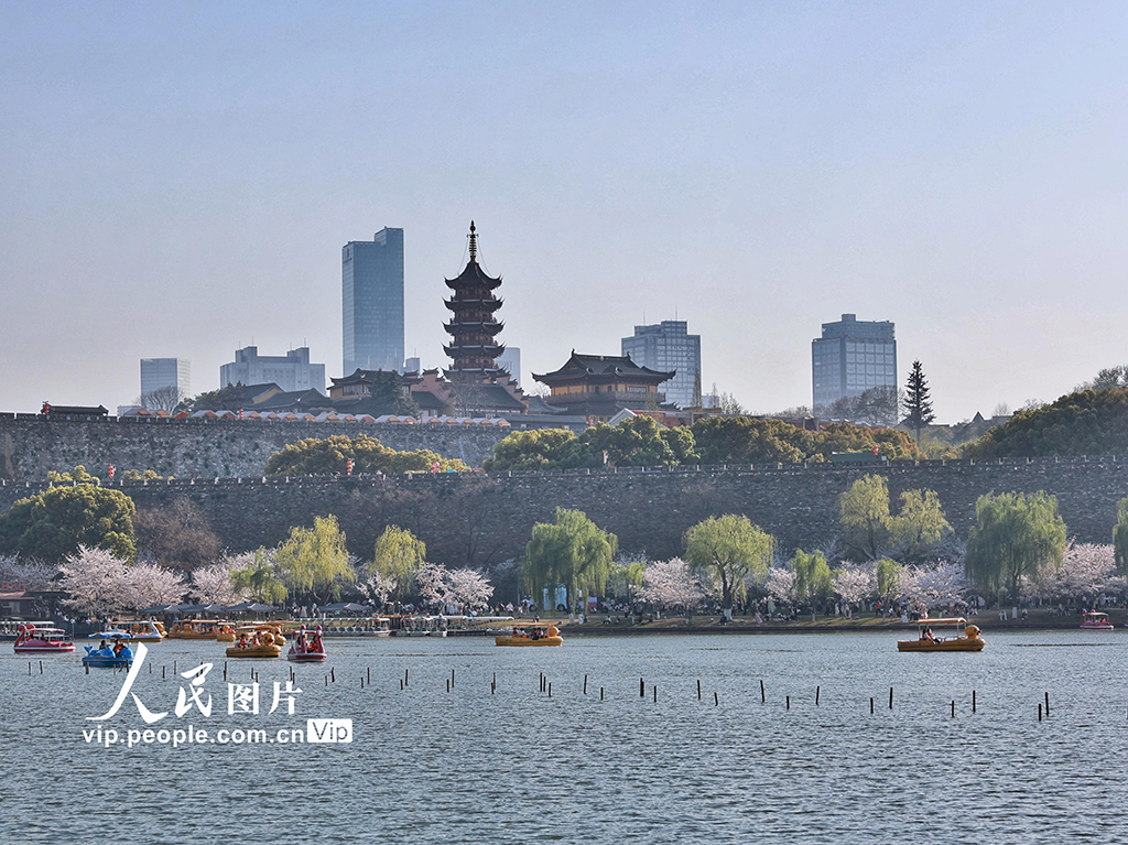3月25日，江蘇南京玄武湖公園櫻花盛放，吸引市民與游客前來踏青、劃船，享受宜人春色。柏濱豐/人民圖片