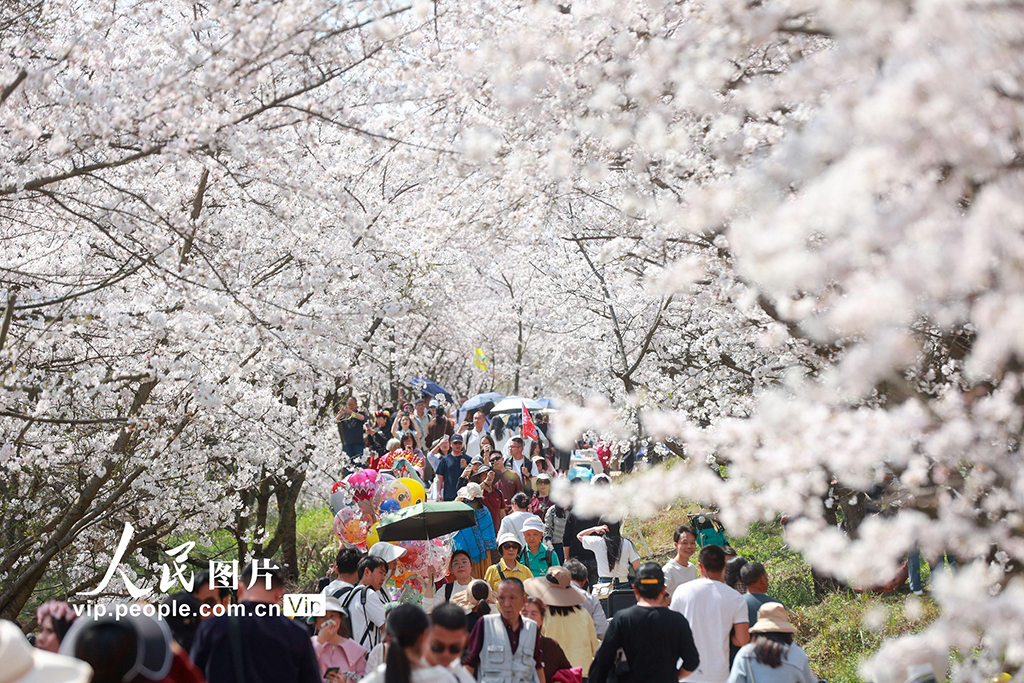 3月25日，貴州省貴安新區櫻花園內的萬畝櫻花競相綻放，如云似霞，吸引許多游客前往觀賞，樂享春光。袁福洪/人民圖片